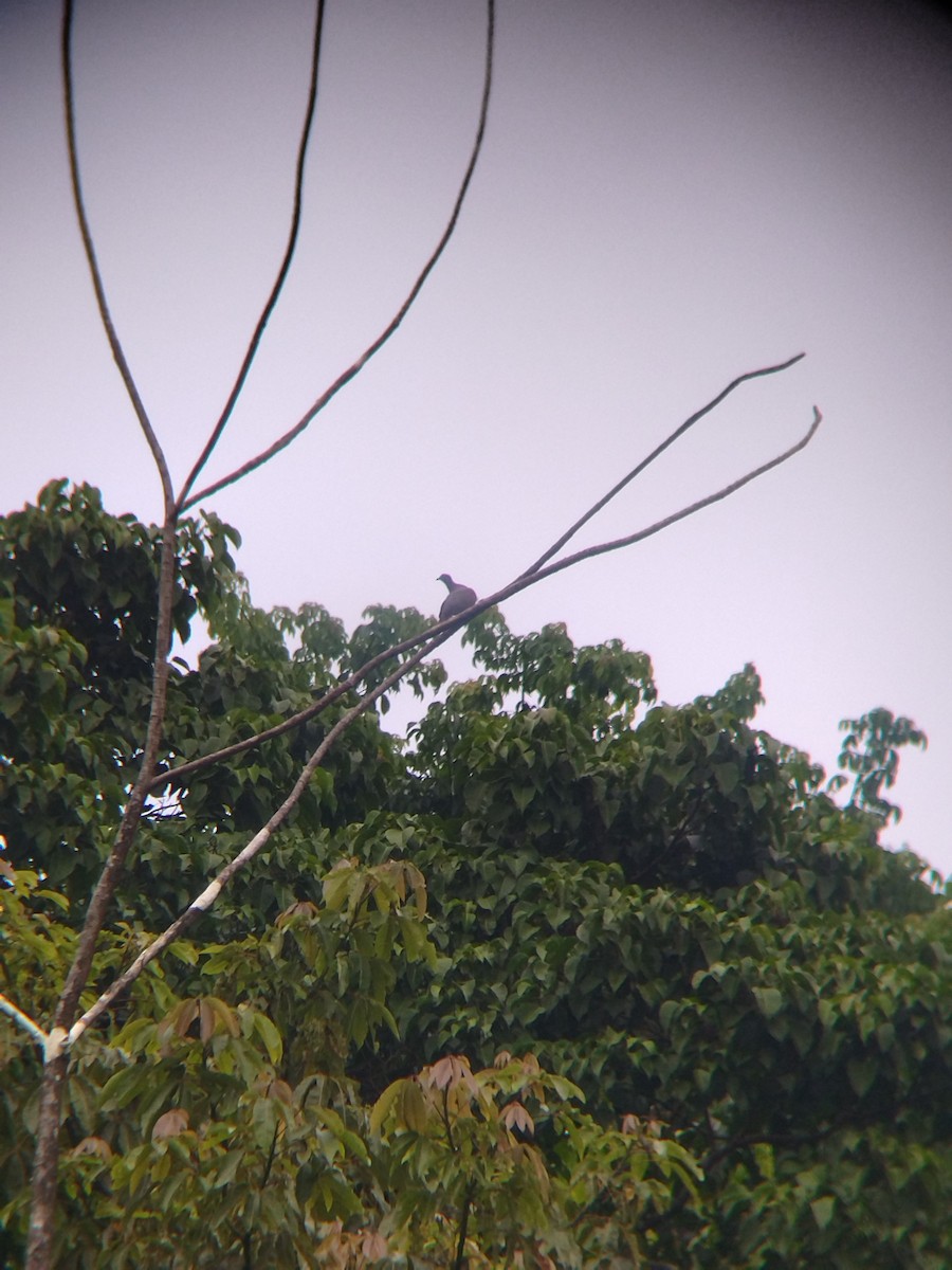 Paloma Colorada - ML646990337