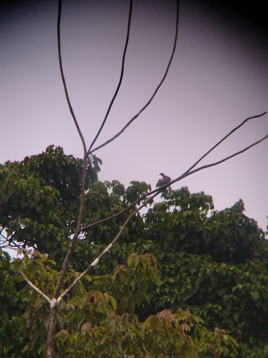 Paloma Colorada - ML646990338