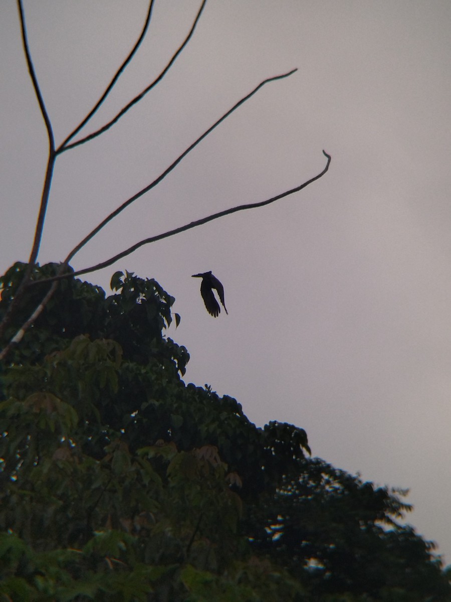 Paloma Colorada - ML646990339