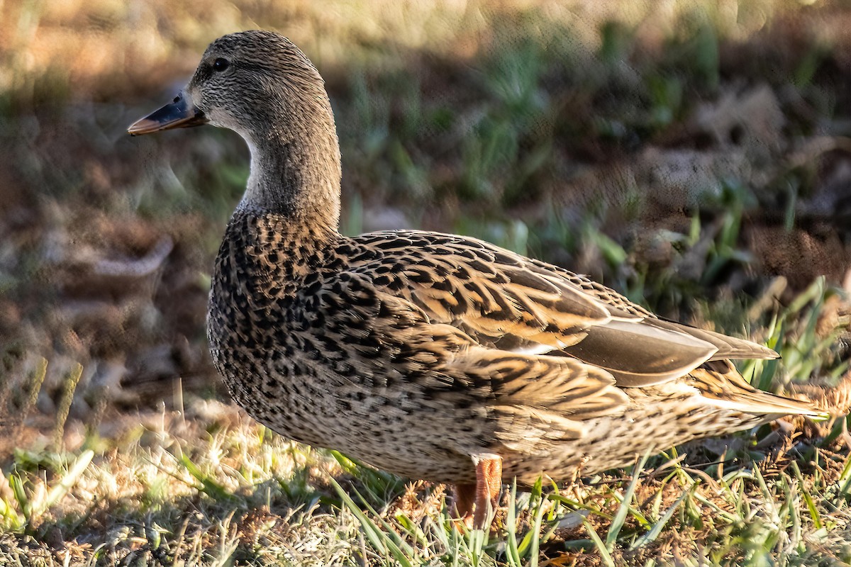 マガモ - ML646990344