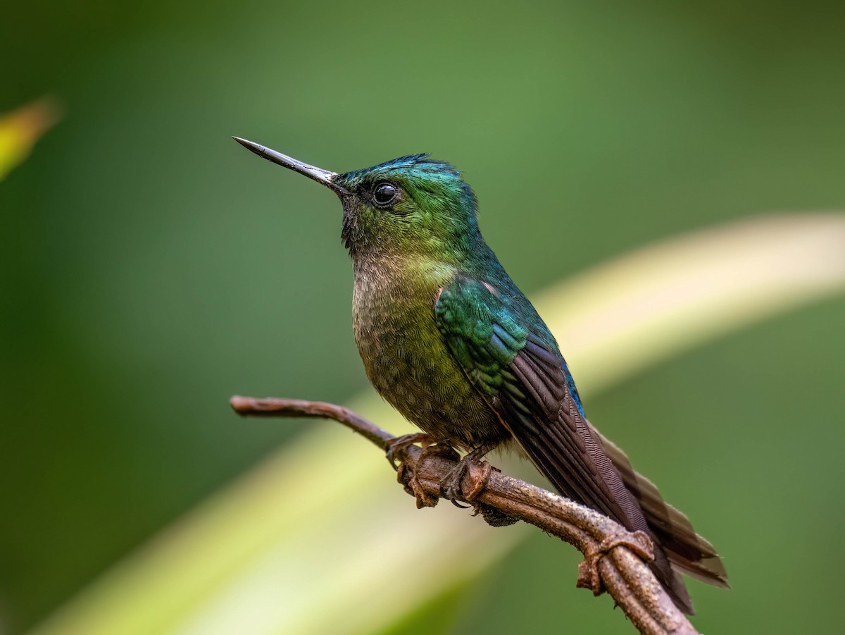 ムラサキフタオハチドリ - ML646990354