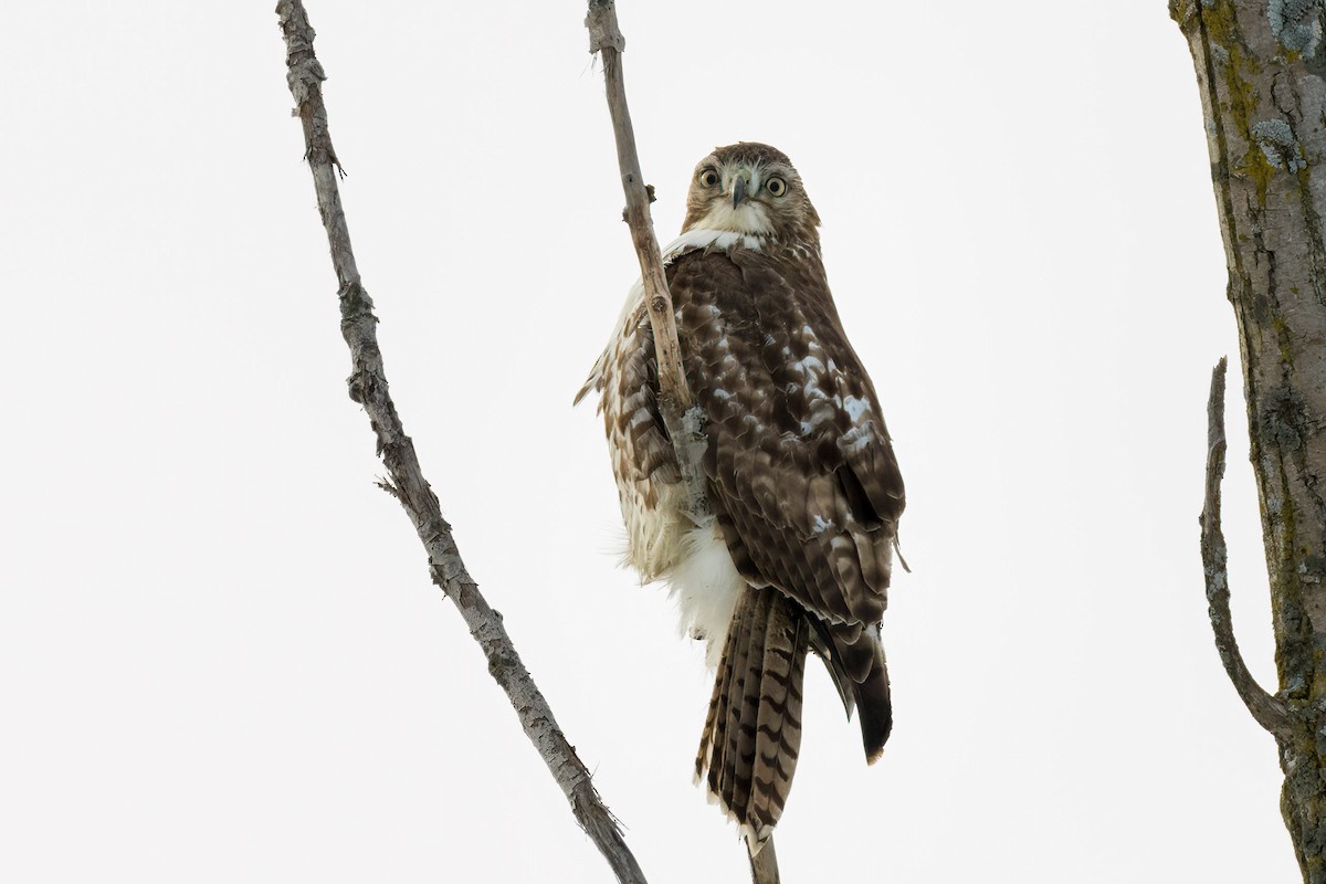 Краснохвостый канюк - ML646990355