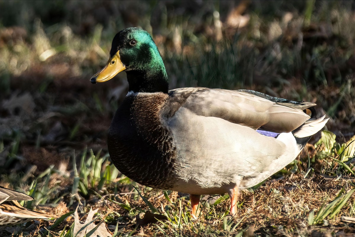 マガモ - ML646990356