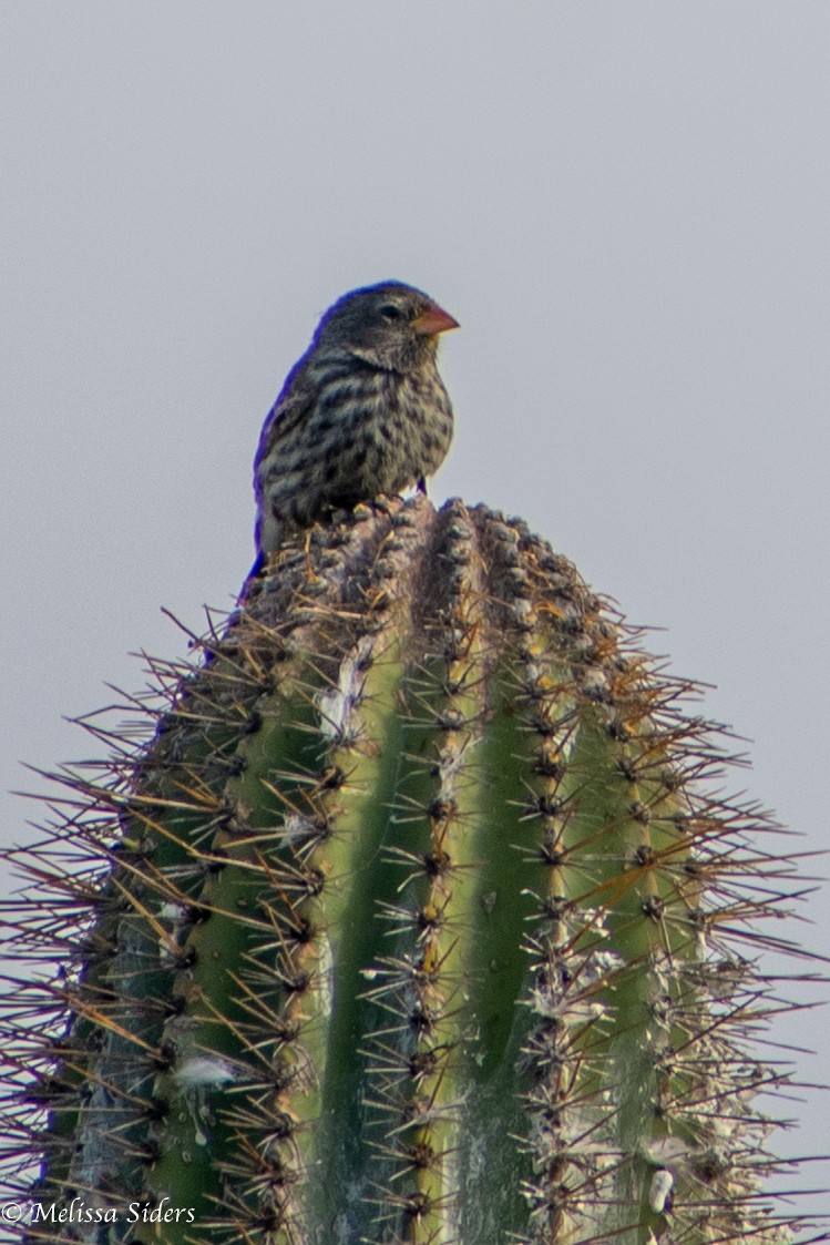 Common Cactus-Finch - ML646990358