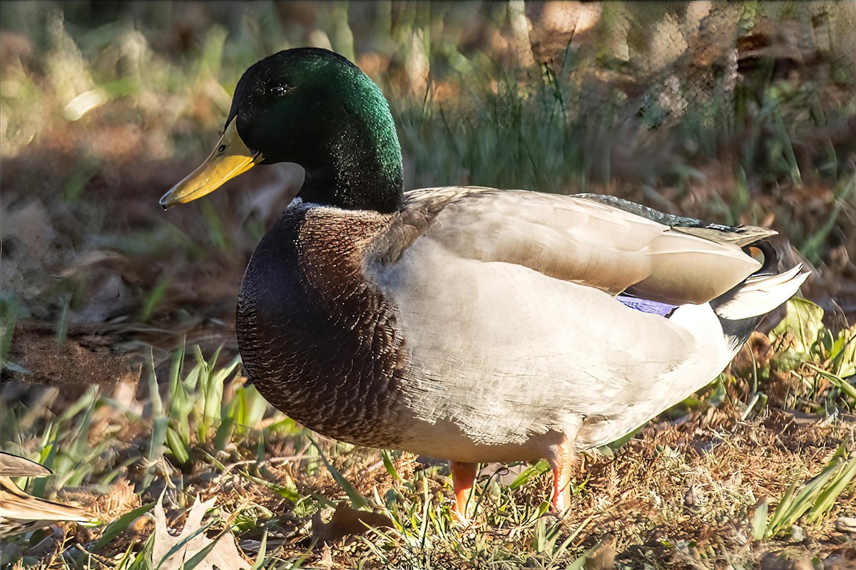 マガモ - ML646990359