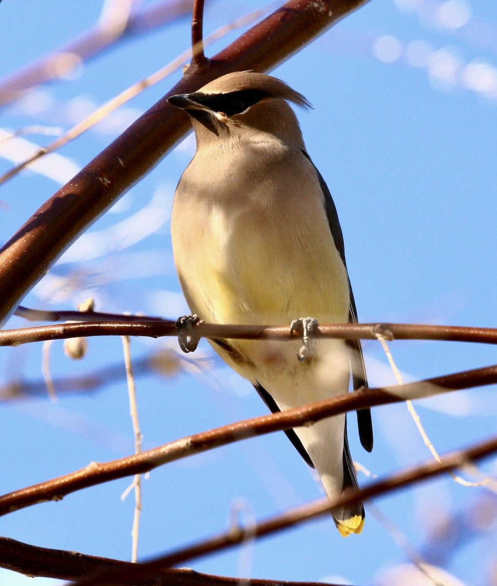 Cedar Waxwing - ML646990363
