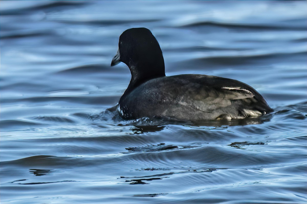 アメリカオオバン - ML646990364