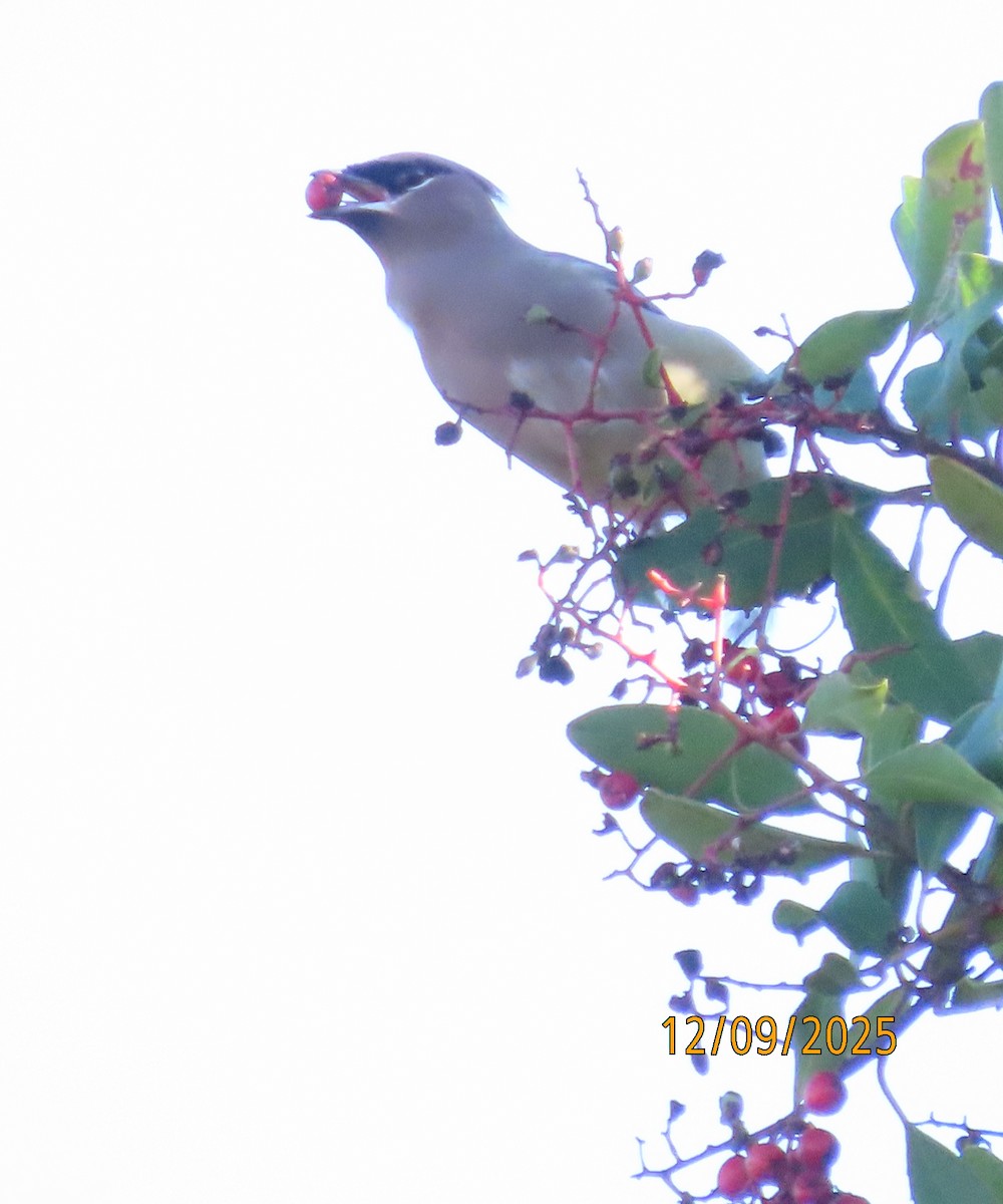 Cedar Waxwing - ML646990365