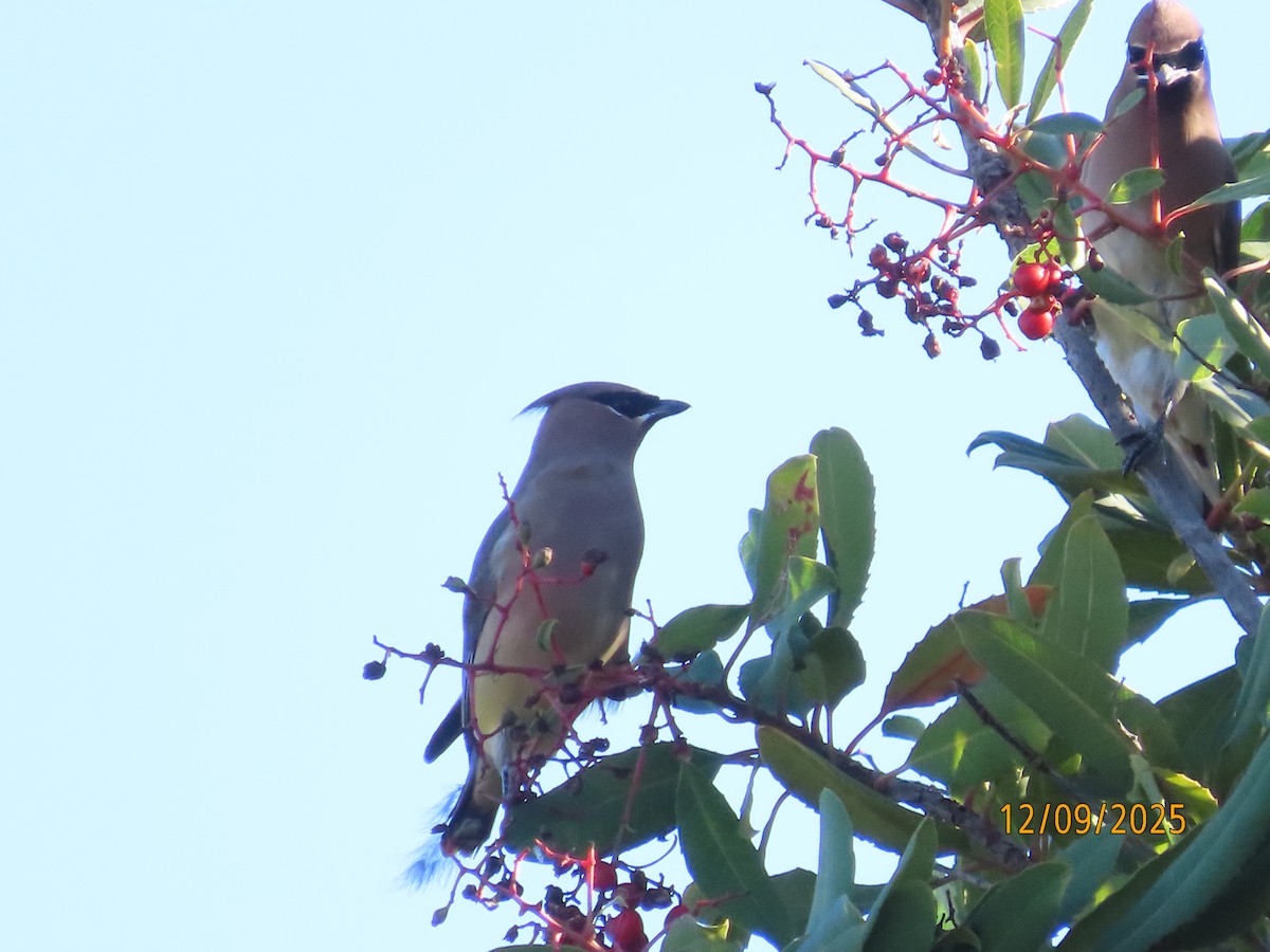 Cedar Waxwing - ML646990366