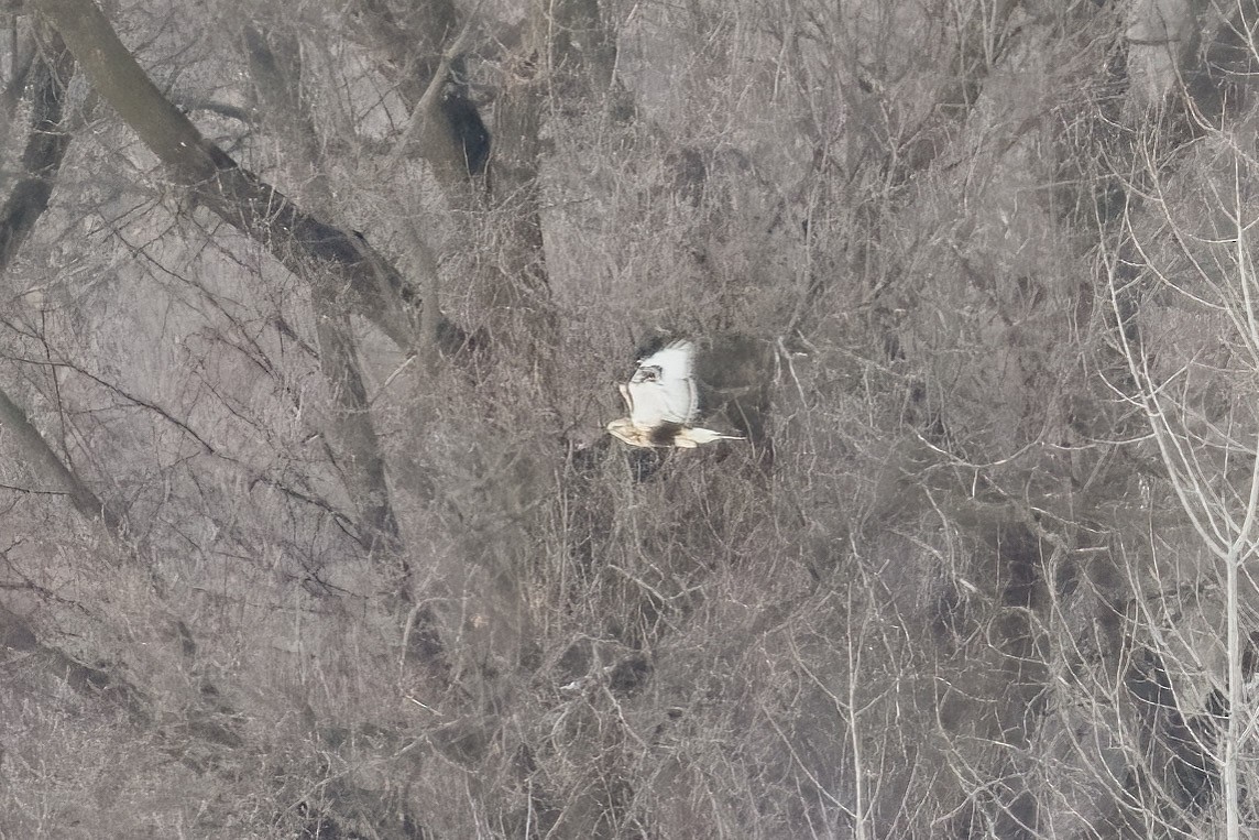 Зимняк - ML646990367