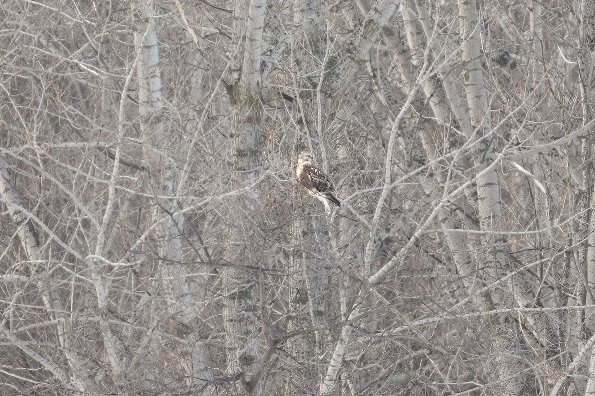 Зимняк - ML646990368