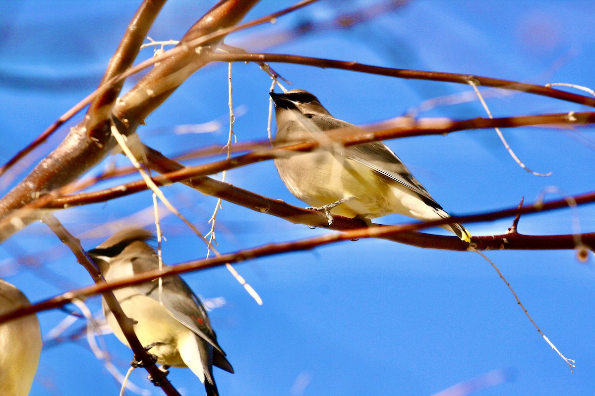 Cedar Waxwing - ML646990370