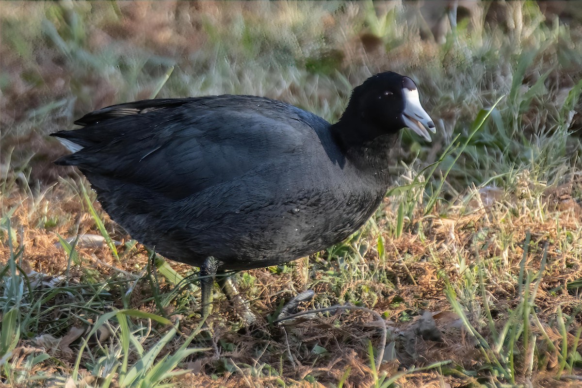 アメリカオオバン - ML646990371