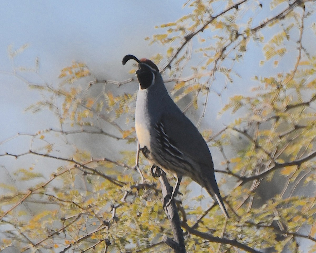 svartbukvaktel - ML646990372