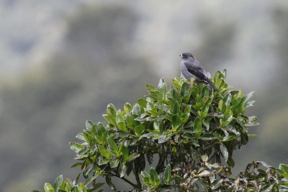 Red-crested Cotinga - ML646990373