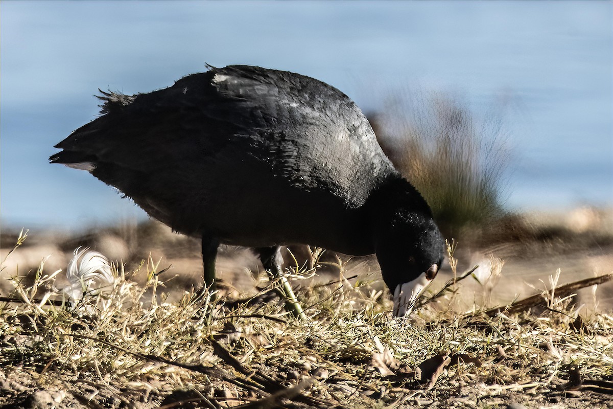 アメリカオオバン - ML646990374