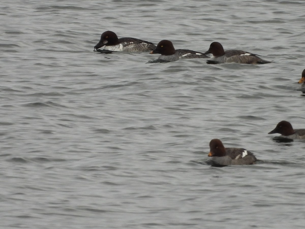 ホオジロガモ - ML646990375