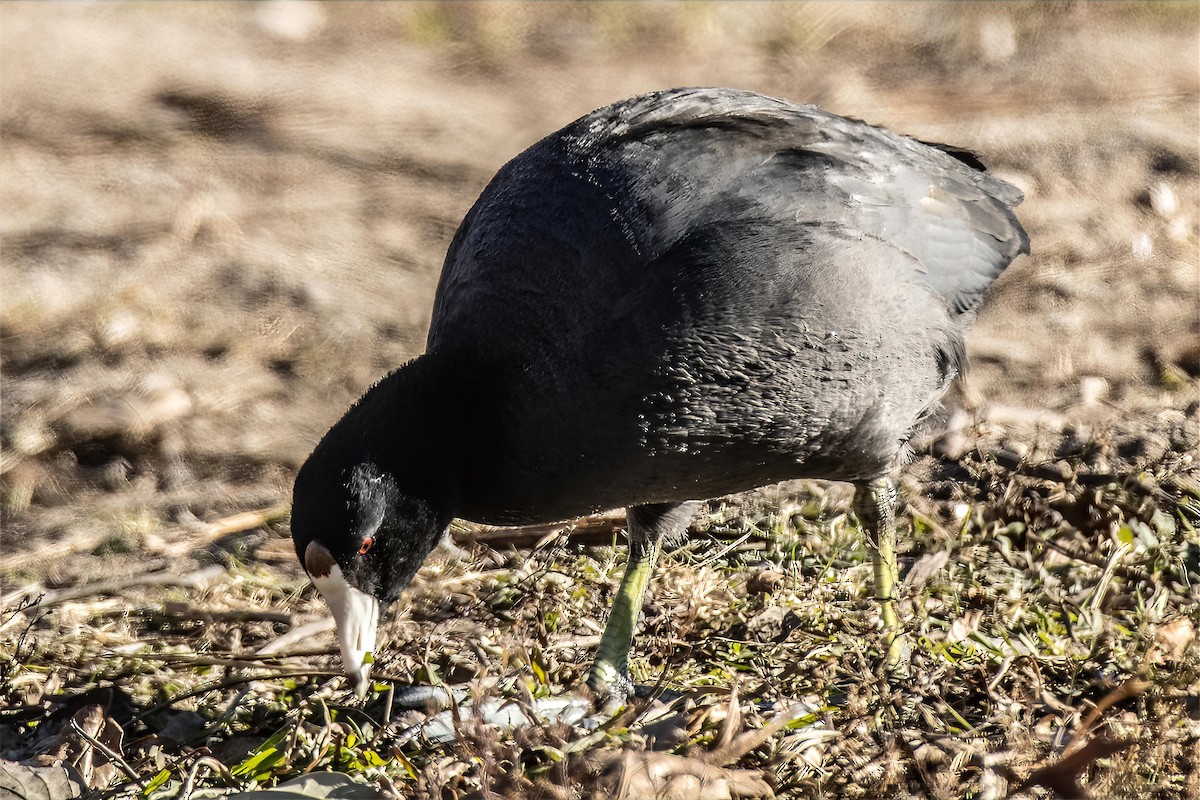 アメリカオオバン - ML646990376