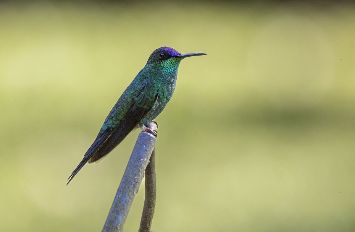 Zafiro Capirotado - ML646990378