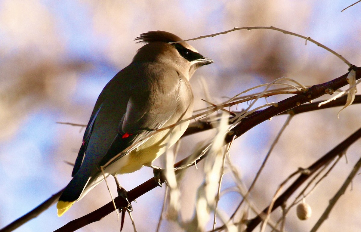 Cedar Waxwing - ML646990379