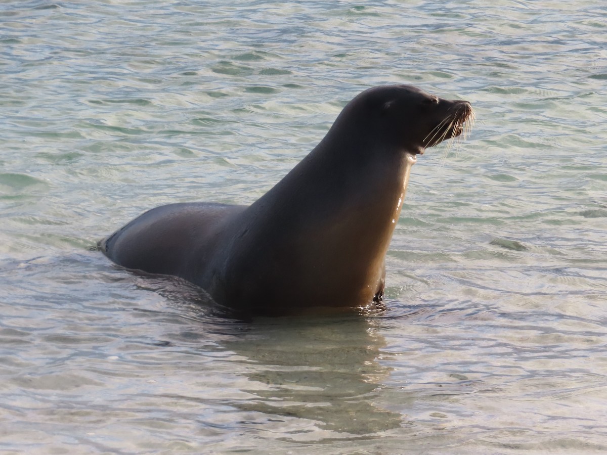 Otarie des Galápagos - ML646990380