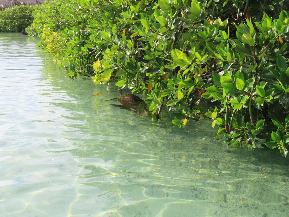 Otarie des Galápagos - ML646990381