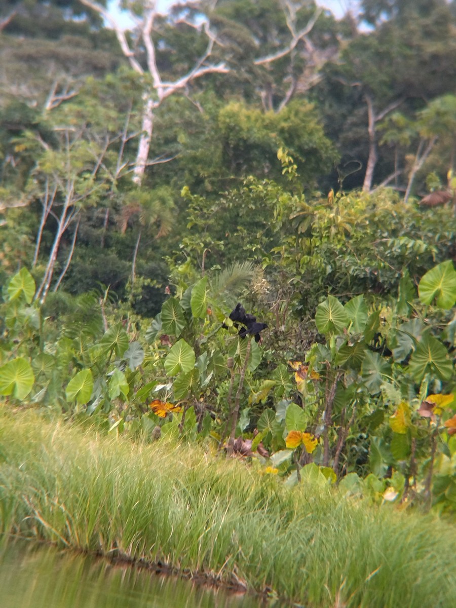 glattnebbani - ML646990382