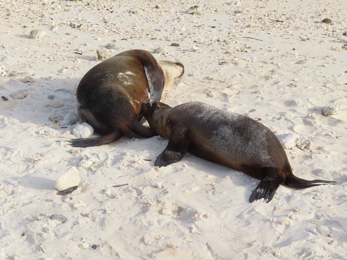 Otarie des Galápagos - ML646990383