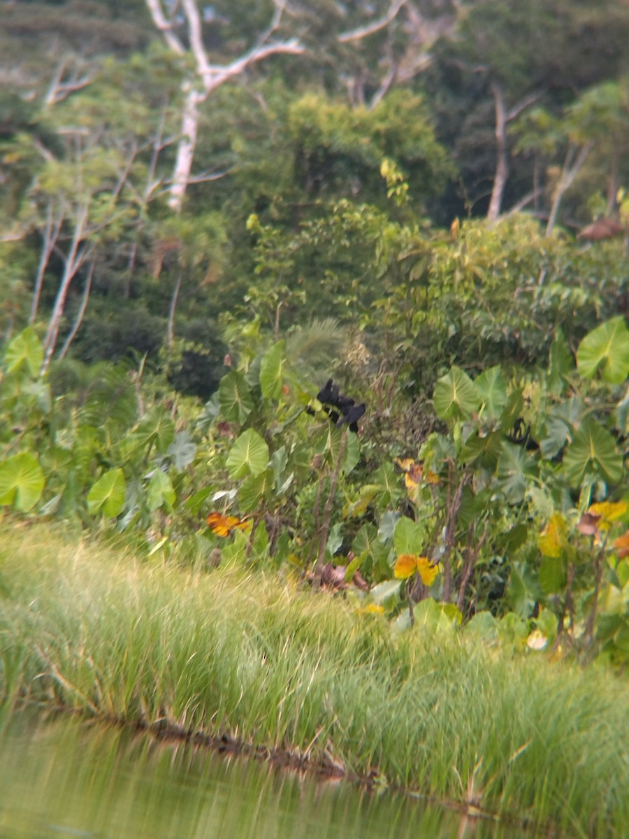 glattnebbani - ML646990384