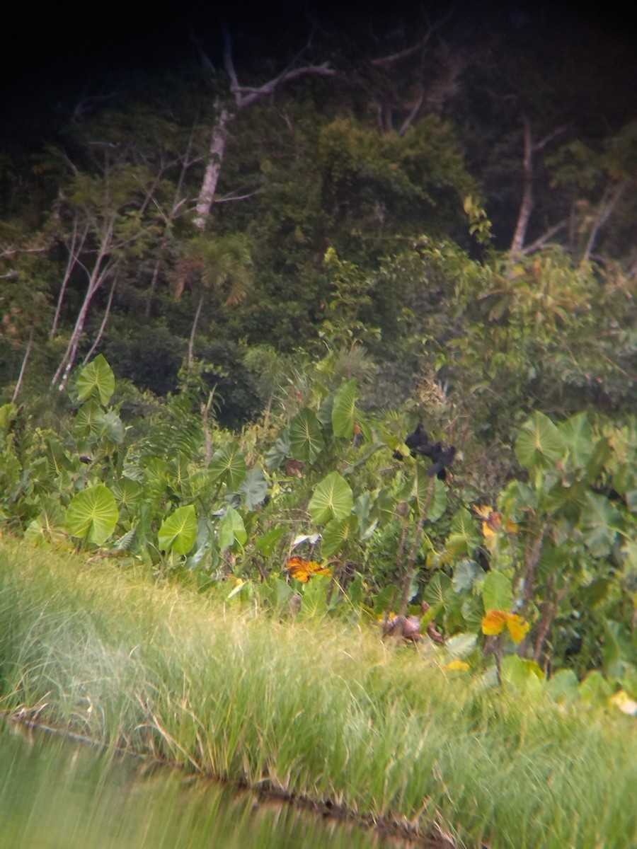 glattnebbani - ML646990385