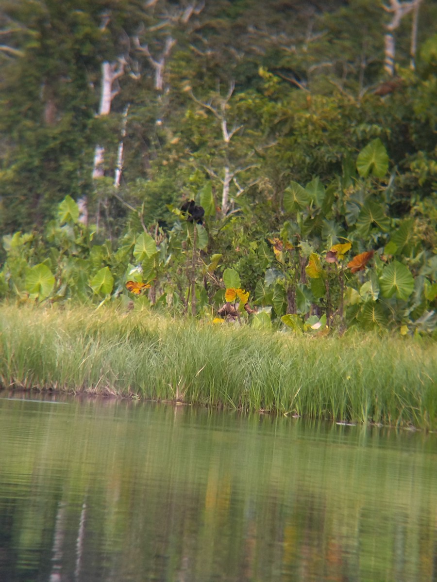 glattnebbani - ML646990386