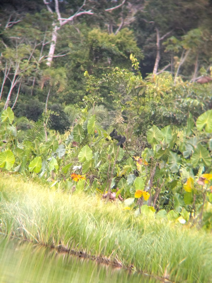 glattnebbani - ML646990387