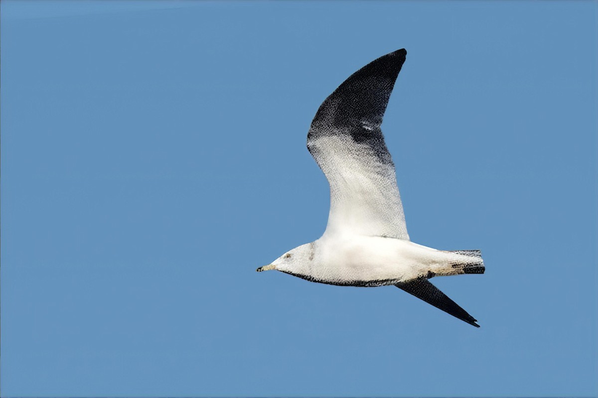 クロワカモメ - ML646990388