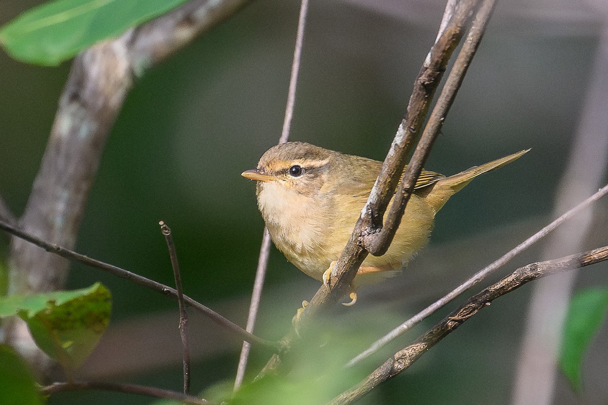 Bartlaubsänger - ML646990390