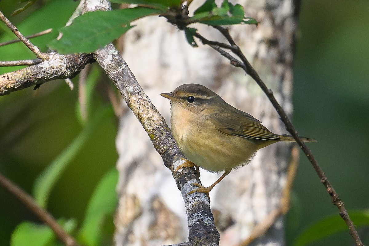 Bartlaubsänger - ML646990391