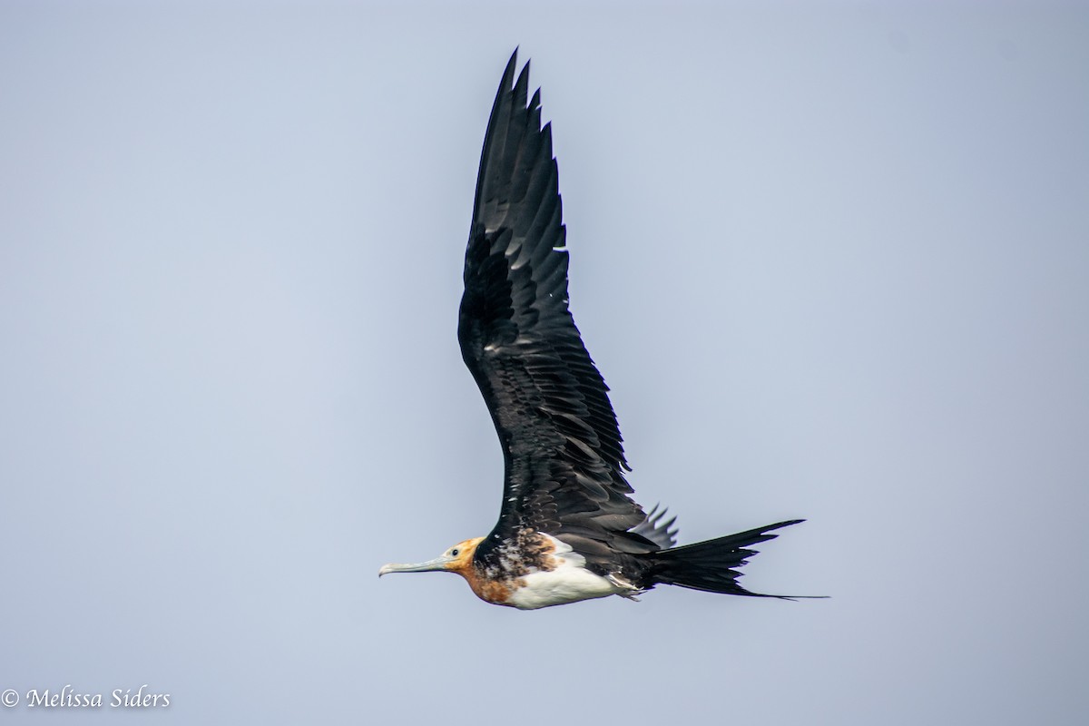 fregatka obecná - ML646990392