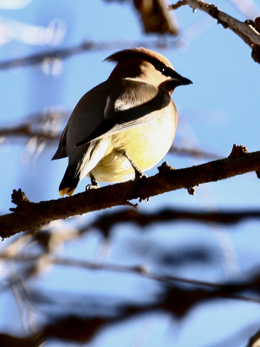Cedar Waxwing - ML646990394