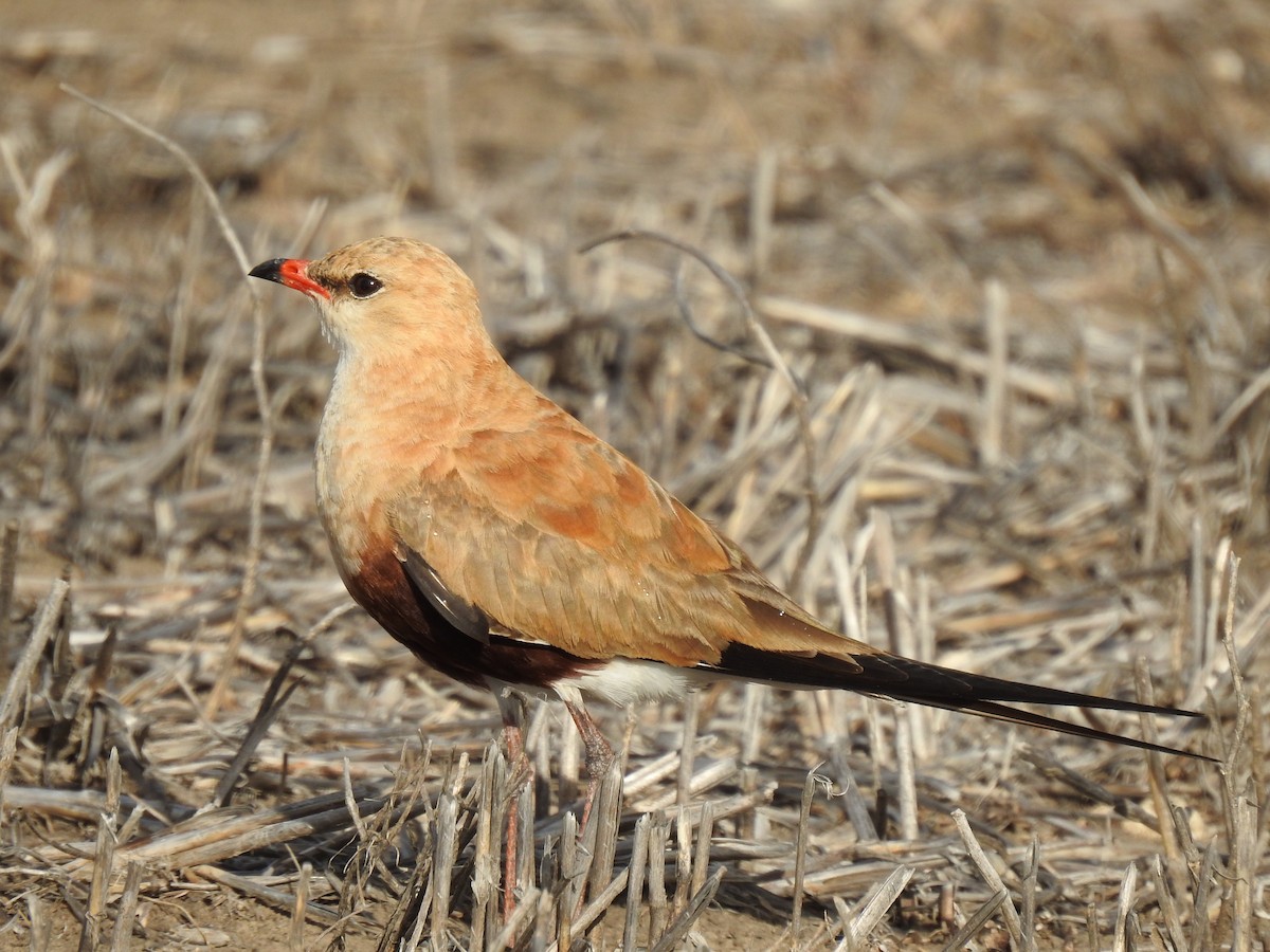 Australian Pratincole - ML646990396