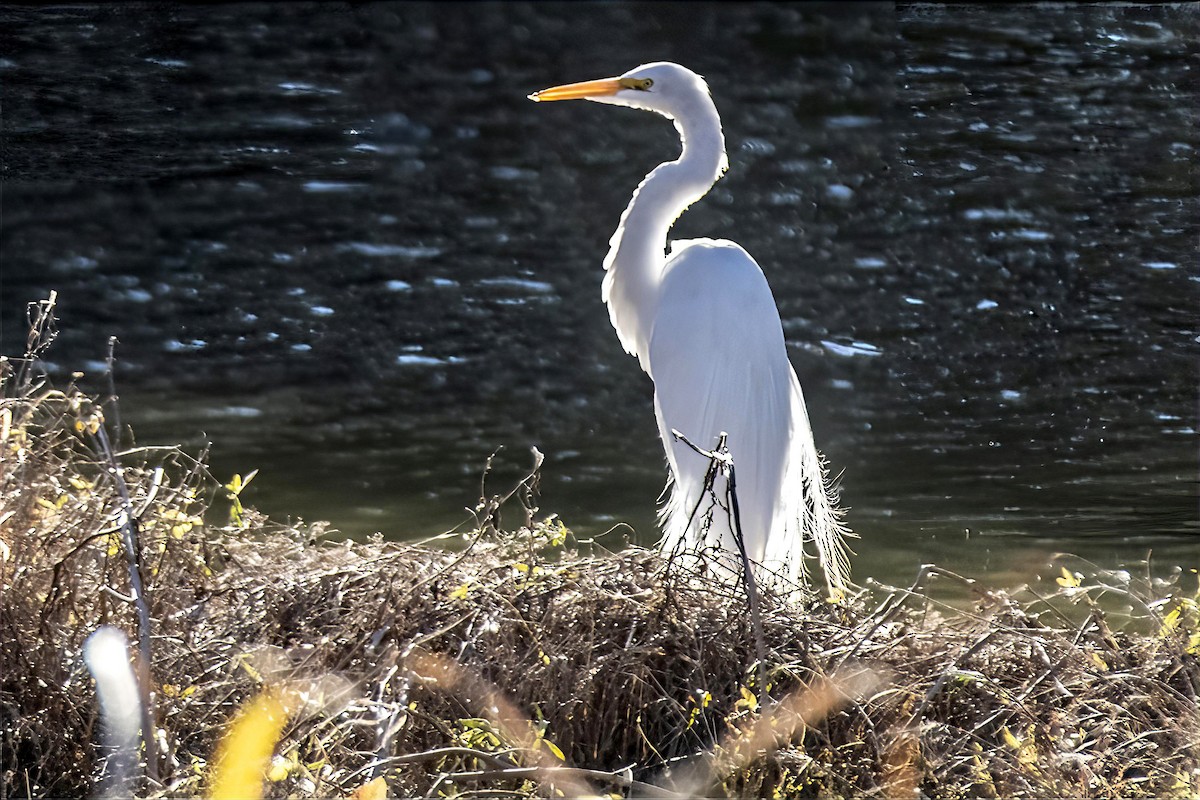 ダイサギ - ML646990397