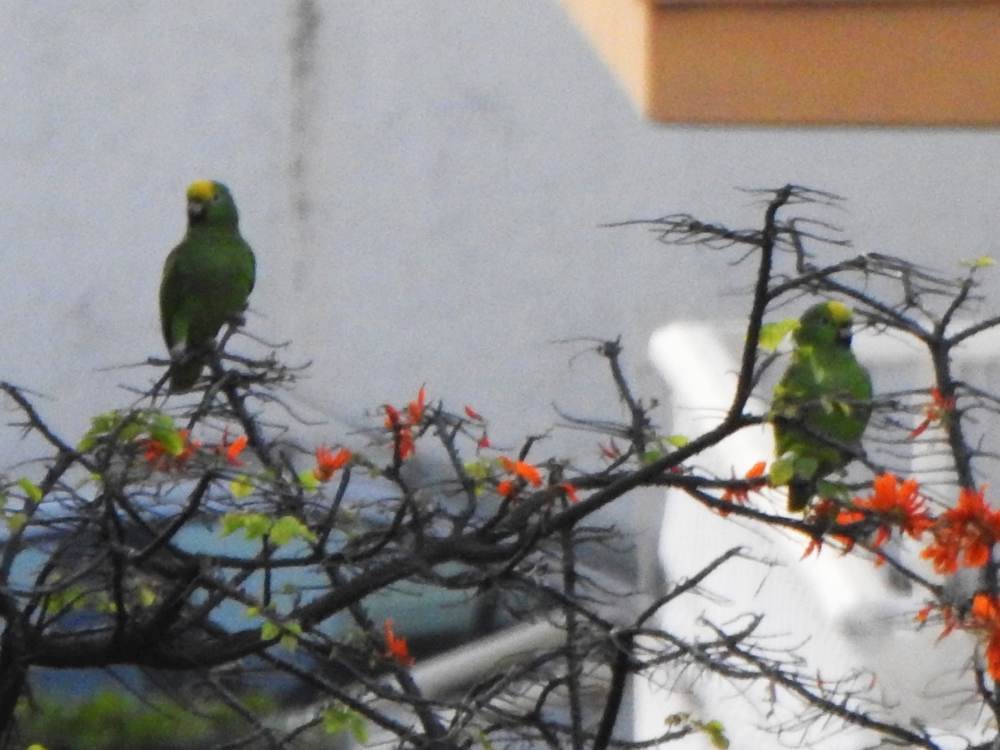 Yellow-crowned Amazon - ML646990398