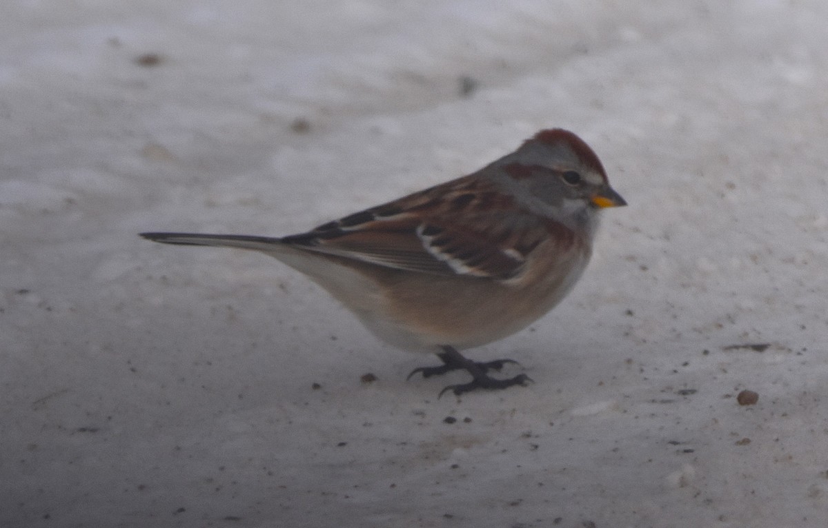 American Tree Sparrow - ML646990399