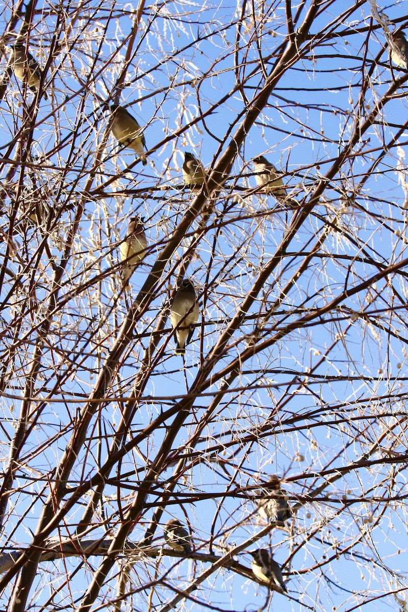 Cedar Waxwing - ML646990400