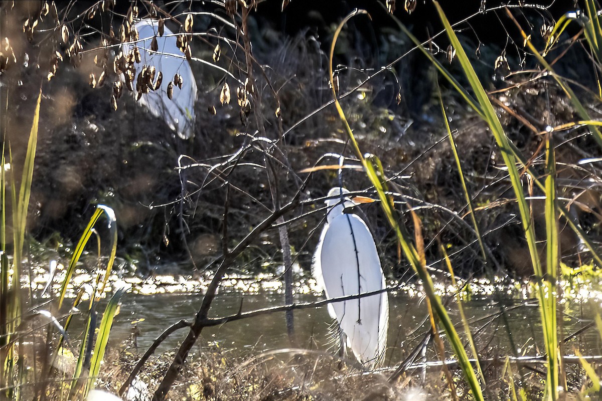 ダイサギ - ML646990402