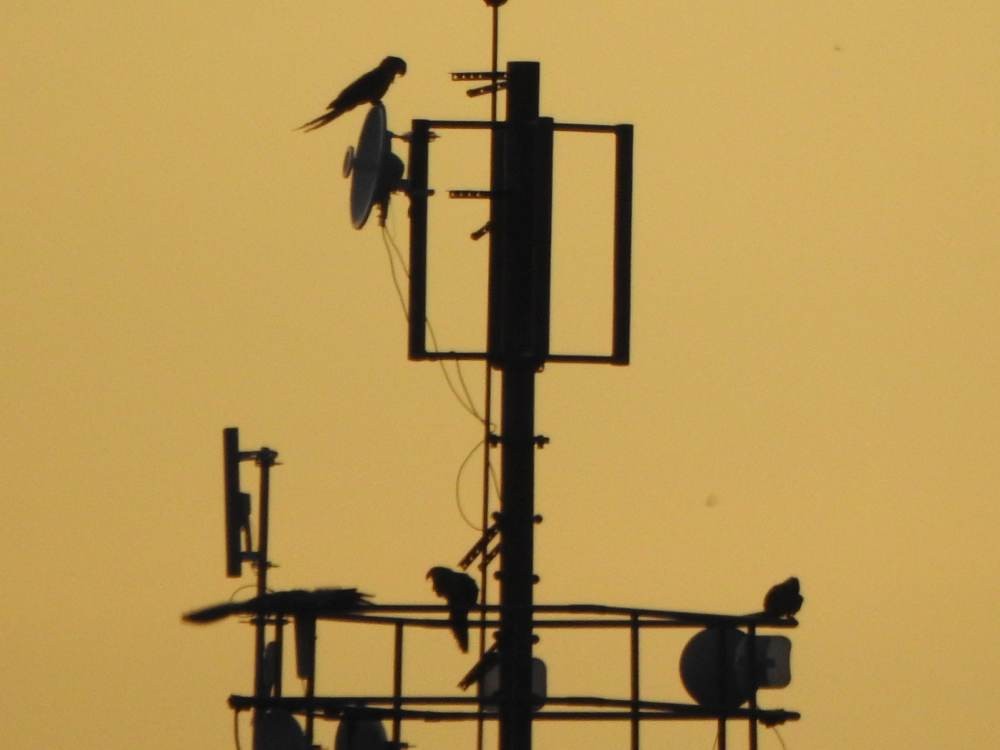 Blue-and-yellow Macaw - ML646990404