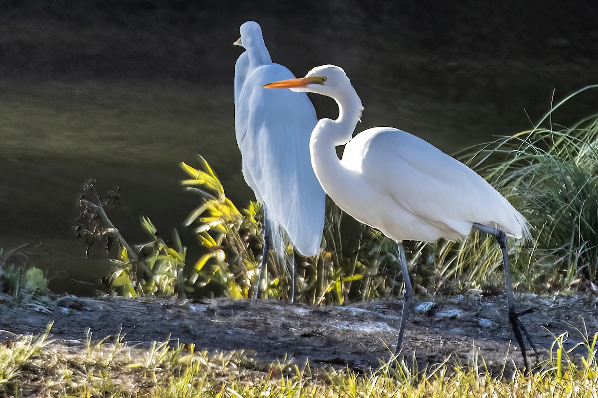 ダイサギ - ML646990405