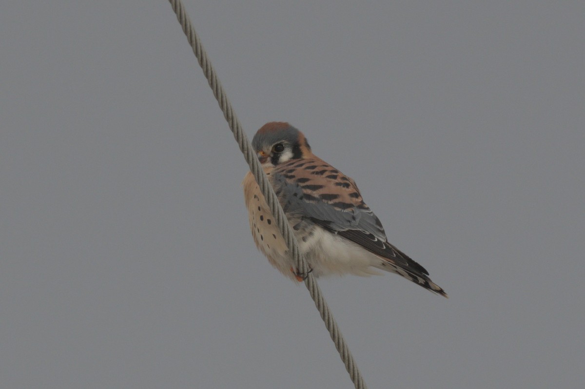 American Kestrel - ML646990411