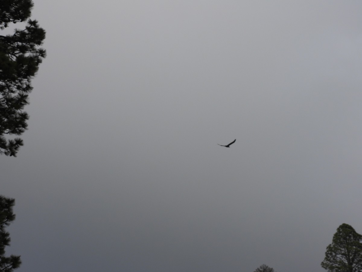 krkavec mexický - ML646990412