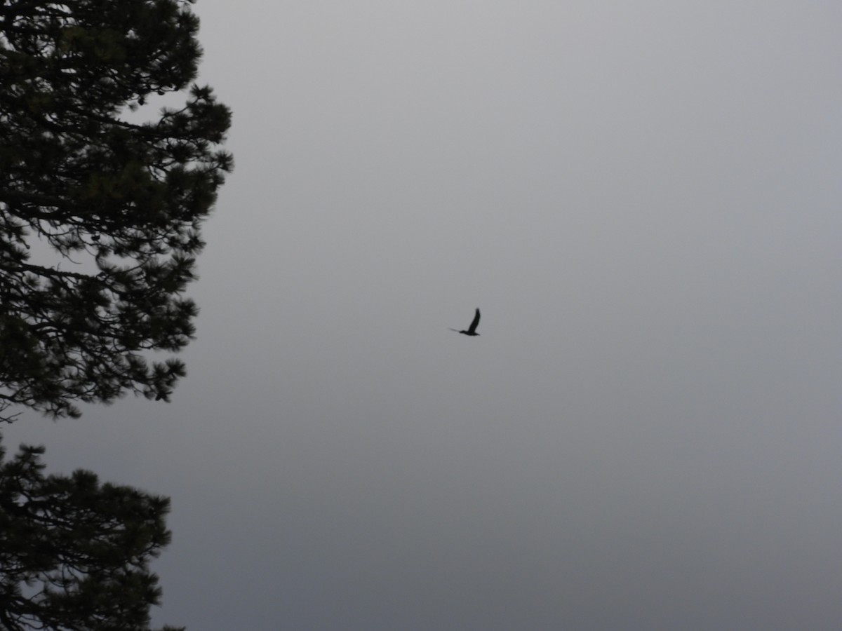 krkavec mexický - ML646990413