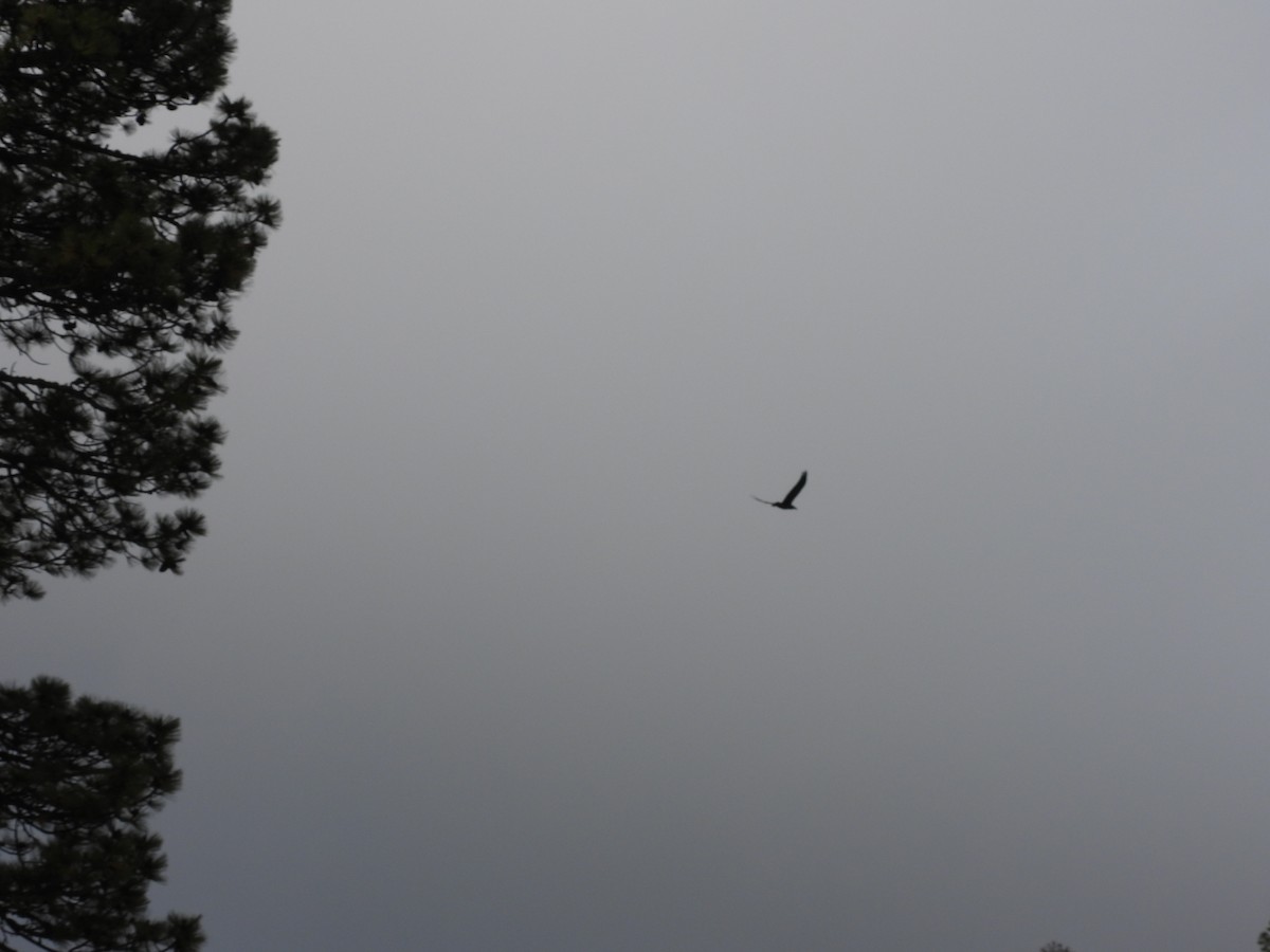 krkavec mexický - ML646990414