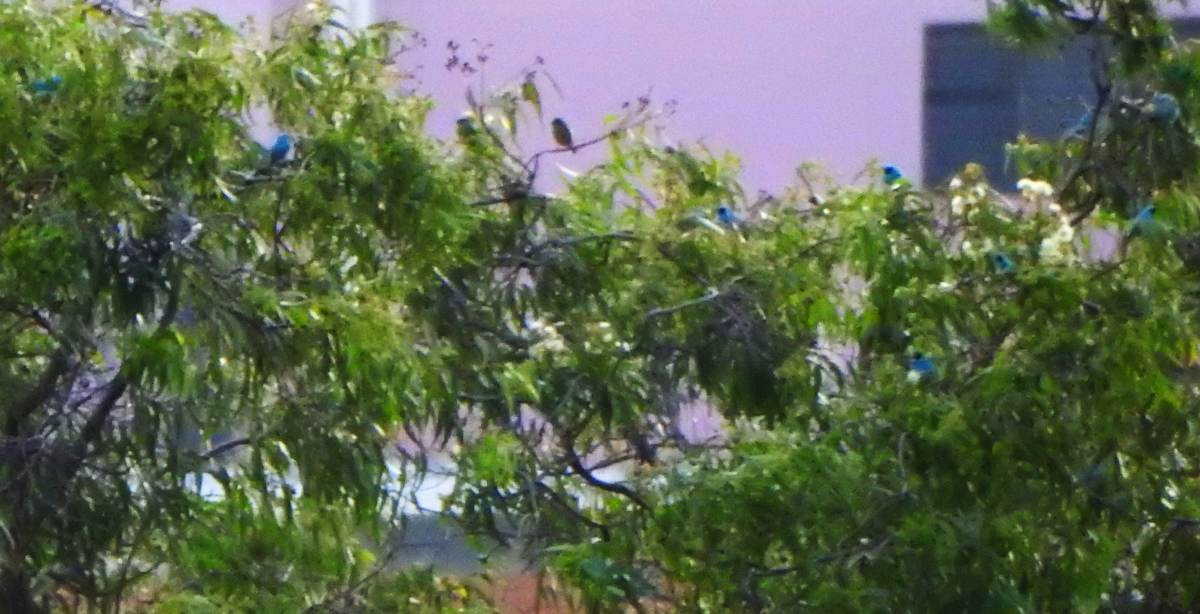 Swallow Tanager - ML646990418